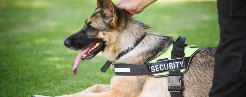 A German Shepard security dog with its handler