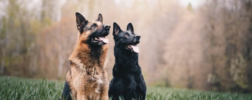 anna-dudkova-Y9XRyobtsBI-unsplash